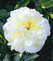 Rambler-Rose 'Alberic Barbier'