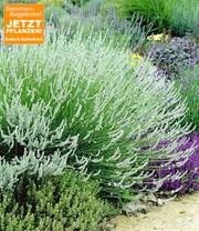 Duft-Lavendel 'Weiß'