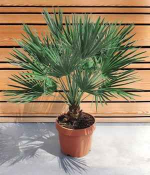Kübel-Palme Chamaerops 'Vulcano'