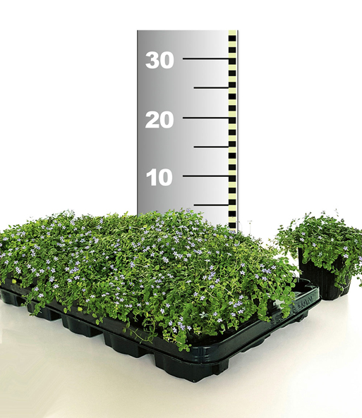 Isotoma 'Blue Foot®' 50 Stk., trittfester Bodendecker, Rasen-Ersatz