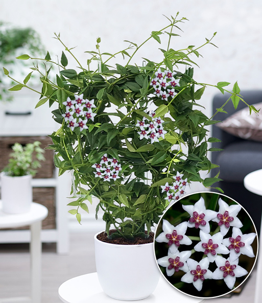 Die Wachsblume 'Hoya Bella' steht in einem weißen Übertopf in einem hellen Raum. Eine Nahaufnahme der Blüten wird eingeblendet.