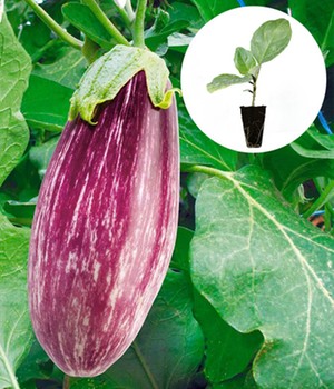 Aubergine 'Rania' F1