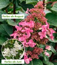 Rispen-Hortensie 'Living Infinity'
