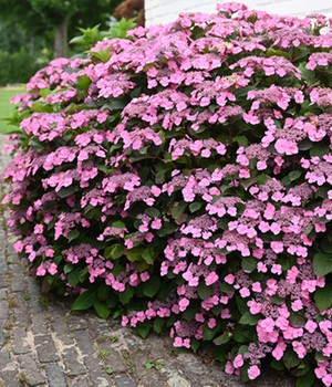 Hortensie 'Pink Lace'