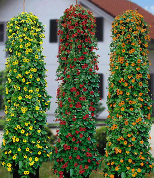 Schwarzäugige Susanne 'Flower-Sensation-Mix'