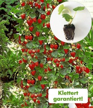 Kletter-Erdbeere