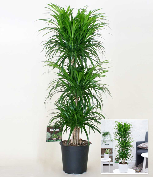 Dracena reflexa '3 Etagen' ca. 120-130 cm hoch