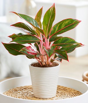 Aglaonema 'Jungle Red®'