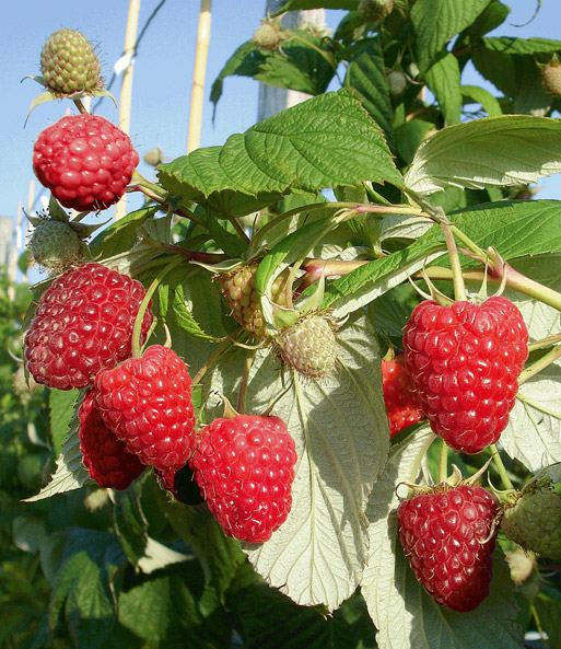 Herbst-Himbeere 'Rubyfall®'