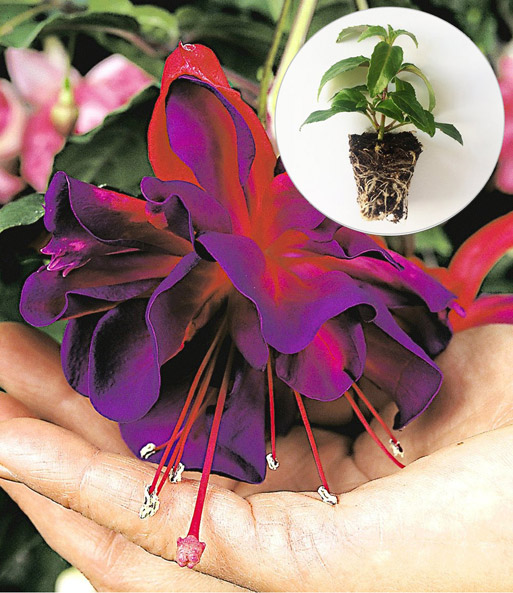 Riesen-Fuchsie 'Voodoo'