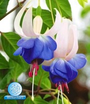 Staudenbeet 'Blooms for Months'