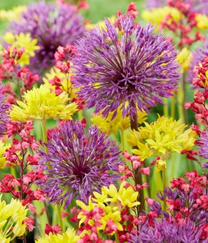 Allium-Mix '25 Flowers for You'