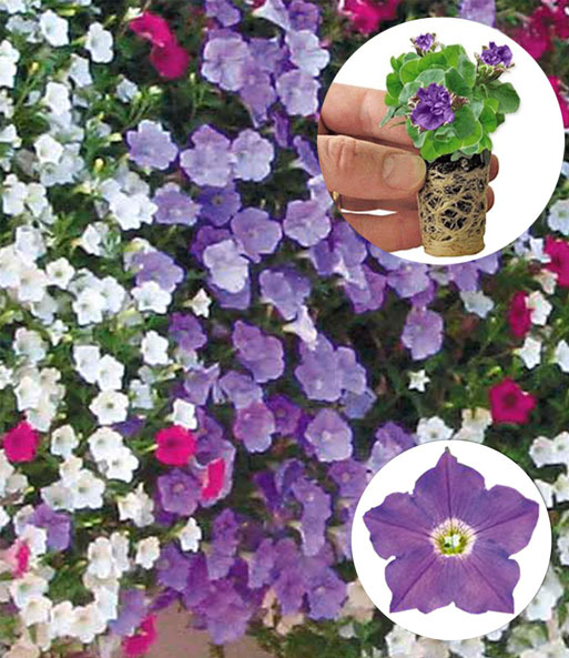 Hänge-Petunie 'AlpeTunia® Light-Blue'