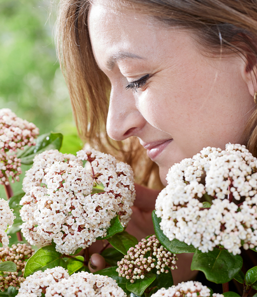 Viburnum 'Rock 'n Rolla®'