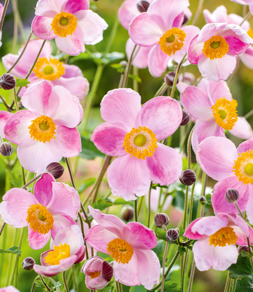Rosa Herbst-Anemone