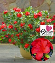 Durchblühende Azalee 'Bloom Champion' rot 1 Pflanze