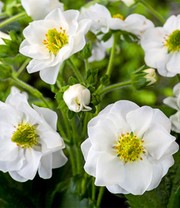 Erdbeere 'Summer Breeze Snow'