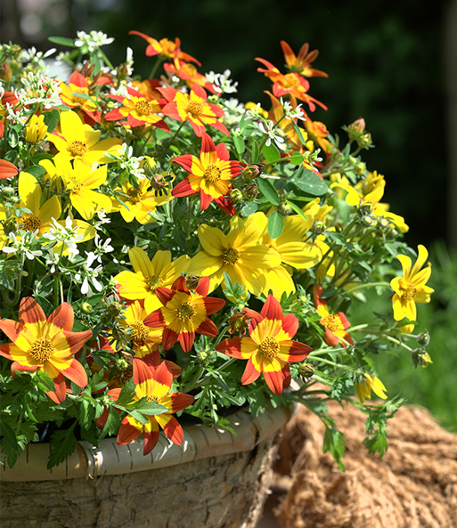 Sommerblumen-Mix TRIXI® 'EuphorBee'