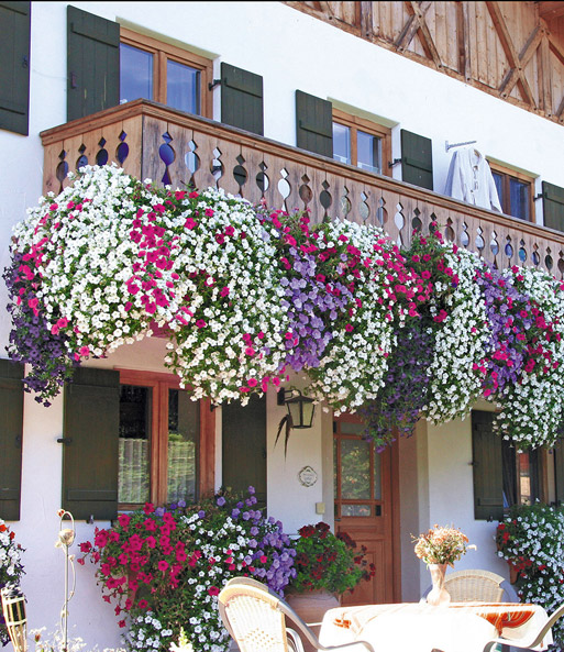 Hänge-Petunie 'AlpeTunia®' Kollektion