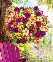 Sommerblumen-Mix 'Raspberry & Lemon'