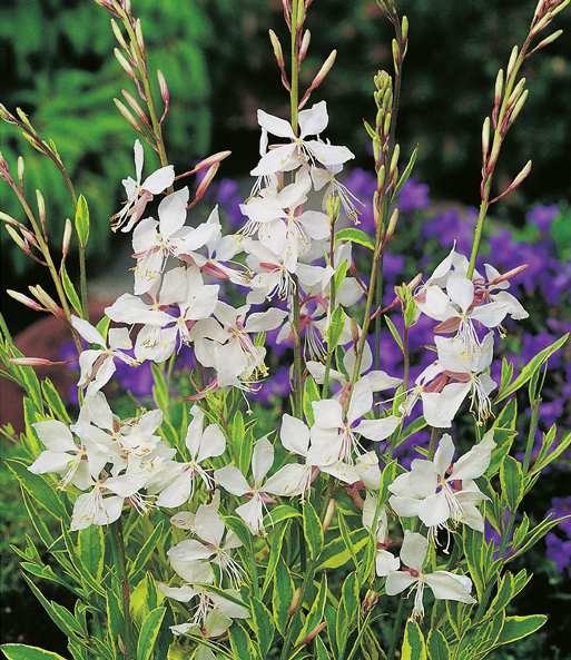 Prachtkerze - Gaura 'Weiß'