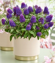 Zwerg-Schmetterlingsflieder 'Little Rockstars®' purple