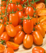 Datteltomate 'Nugget' F1