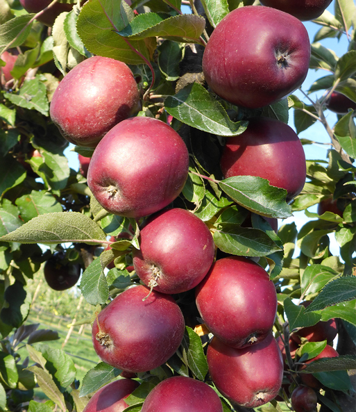 Säulen-Apfel 'Tigawa®'