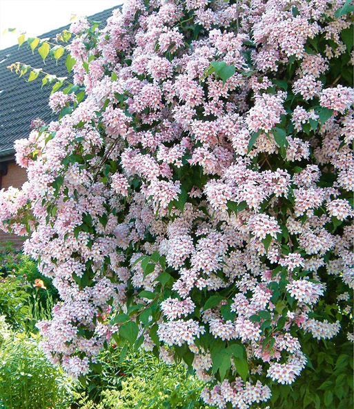Der Rosa Perlmuttstrauch steht in einem Garten und ist übersäht mit unzähligen kleinen rosa-weißen Blüten.