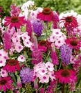 15er Stauden-Mix 'Pink Love'