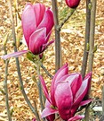 Magnolie 'March Till Frost'