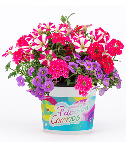 Sommerblumen-Mix 'Passion Combos Unicorn'