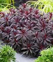 Euphorbia 'Miners Merlot®'
