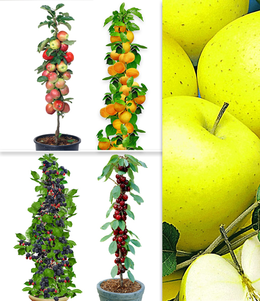 Obst für Balkon & Terrasse