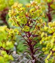 Euphorbia 'Miners Merlot®'