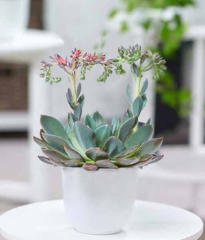 Echeveria 'Blue Prince'