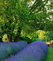 Lavendel 'Phenomenal®' im 2-Liter Topf