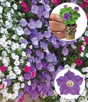 Hänge-Petunie 'AlpeTunia® Light-Blue'