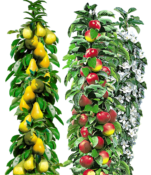 Säulen-Obst Kollektion Birne & Apfel