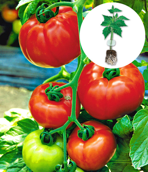 Veredelte Tomate 'Garance' F1