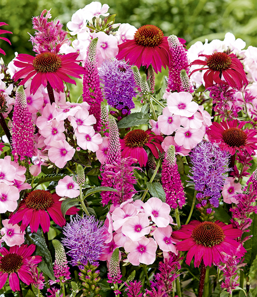 15er Stauden-Mix 'Pink Love'