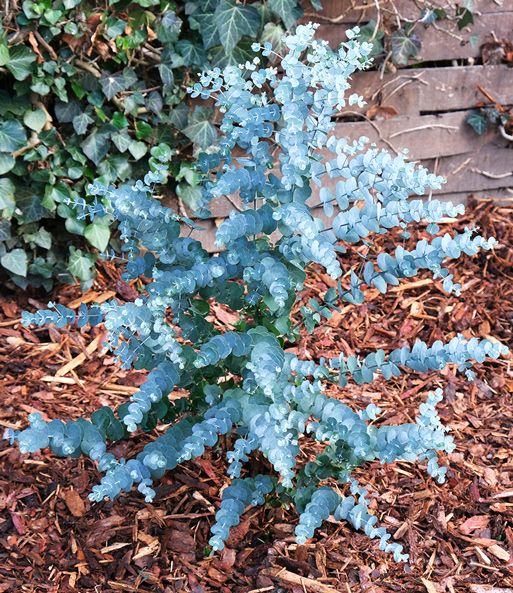 Winterharter Eukalyptus 'Azura®' im XXL-Topf