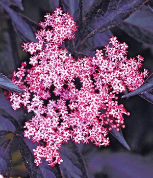 Holunder 'Sambucus nigra Thundercloud'