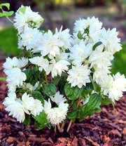 Duftender Gartenjasmin 'Pearls of Perfume®'