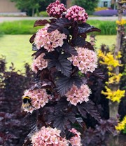 Physocarpus Fasanenspiere 'Panther®' im 3-Liter XL Topf