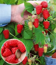 Riesenhimbeere Primeberry® Autumn Happy®