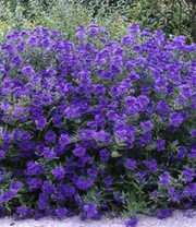 Bartblume 'Blauer Spatz®'