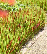 Ziergras 'Red Baron'