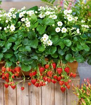 Erdbeere 'Summer Breeze Snow'