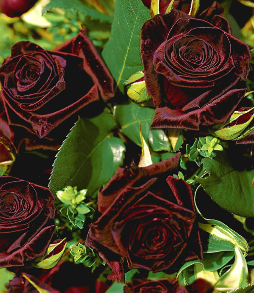 Edelrose 'Black Baccara®'